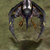 Lovely Bird's model.